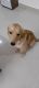 Golden Retriever Puppies for sale in 1a, U-28A Rd, DLF Phase 3, Sector 24, Gurugram, Haryana 122022, India. price: 20000 INR