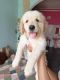 Golden Retriever Puppies for sale in Kharar, Punjab 140301, India. price: 15000 INR