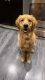 Golden Retriever Puppies for sale in Littleton, CO, USA. price: $1,500