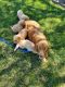 Golden Retriever Puppies for sale in 846 S 600 W, Huntingburg, IN 47542, USA. price: NA