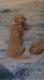 Golden Retriever Puppies for sale in Chandigarh, India. price: 25 INR