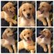 Golden Retriever Puppies for sale in Franklin, TN, USA. price: $1,000