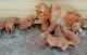 Golden Retriever Puppies for sale in Austin, TX, USA. price: $950