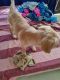 Golden Retriever Puppies for sale in Panchkula, Haryana, India. price: 18900 INR