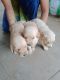 Golden Retriever Puppies for sale in Karur By Pass Road, Tamil Nadu 638182, India. price: NA