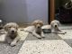 Golden Retriever Puppies for sale in Jaipur, Rajasthan, India. price: 14000 INR