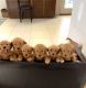 Golden Retriever Puppies for sale in Las Vegas, NV 89129, USA. price: $1,400