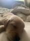 Golden Retriever Puppies for sale in Georgetown, DE 19947, USA. price: NA