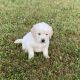 Golden Retriever Puppies for sale in Altamont, IL 62411, USA. price: NA