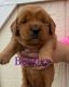 Golden Retriever Puppies for sale in Rexburg, ID 83440, USA. price: NA