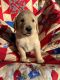 Golden Retriever Puppies for sale in Dayton, TX 77535, USA. price: $1,200