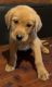 Golden Retriever Puppies for sale in Norwood Young America, MN, USA. price: NA