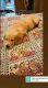 Golden Retriever Puppies for sale in Rajkot, Gujarat, India. price: 20000 INR