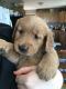 Golden Retriever Puppies for sale in Waterford, ME 04088, USA. price: NA