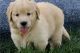Golden Retriever Puppies for sale in Seattle, WA, USA. price: $500
