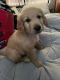 Golden Retriever Puppies for sale in Sioux Falls, SD, USA. price: $600