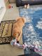 Golden Retriever Puppies for sale in Pickerington, OH, USA. price: NA