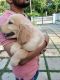 Golden Retriever Puppies for sale in Thiruvananthapuram, Kerala, India. price: 16000 INR