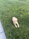 Golden Retriever Puppies for sale in GLMN HOT SPGS, CA 92583, USA. price: NA