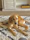 Golden Retriever Puppies for sale in Fayetteville, NC, USA. price: $1,450