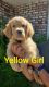 Golden Retriever Puppies for sale in Fresno, CA, USA. price: $2,500
