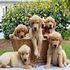 Golden Retriever Puppies for sale in CA-60, Ontario, CA, USA. price: NA