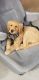 Golden Retriever Puppies for sale in Riverside, CA, USA. price: $2,500