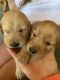 Golden Retriever Puppies for sale in Glens Falls, NY, USA. price: $1,000
