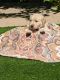Golden Retriever Puppies for sale in Tracy, CA, USA. price: $1,000