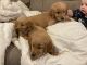Golden Retriever Puppies for sale in Canton, IL 61520, USA. price: $600
