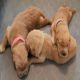 Golden Retriever Puppies for sale in 7576 Corn Hill Rd, Connelly Springs, NC 28612, USA. price: $1,500