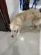 Golden Retriever Puppies for sale in Thane, Maharashtra, India. price: 40000 INR