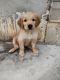 Golden Retriever Puppies for sale in Bawal, Haryana 123501, India. price: NA