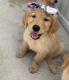 Golden Retriever Puppies for sale in Elmhurst, IL, USA. price: NA