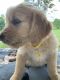 Golden Retriever Puppies for sale in Yadkinville, NC 27055, USA. price: NA