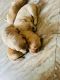 Golden Retriever Puppies