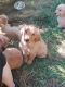Golden Retriever Puppies for sale in Tacoma, WA 98467, USA. price: $500