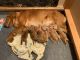 Golden Retriever Puppies for sale in Salem, OR, USA. price: $2,000