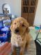 Golden Retriever Puppies for sale in Albuquerque, NM 87124, USA. price: $800
