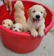 Golden Retriever Puppies for sale in Toledo, OH, USA. price: $1,200