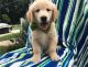 Golden Retriever Puppies for sale in Nyack, NY 10960, USA. price: NA