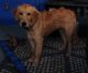 Golden Retriever Puppies for sale in Coolidge, AZ, USA. price: NA