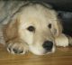 Golden Retriever Puppies for sale in Wilder Terrace, Rochester, NY 14612, USA. price: $1,100