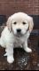 Golden Retriever Puppies for sale in Allen, TX, USA. price: $1,500