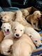 Golden Retriever Puppies for sale in Lyons, NE 68038, USA. price: NA
