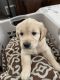 Golden Retriever Puppies for sale in Cypress, TX 77429, USA. price: NA