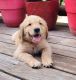 Golden Retriever Puppies for sale in Ava, MO 65608, USA. price: $900