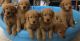 Golden Retriever Puppies for sale in Chicago, IL 60602, USA. price: $500