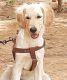 Golden Retriever Puppies for sale in Off Old Madras Road,H Colony, Indiranagar, Prestige Tranquility, Budigere Rd, Bommenahalli, Karnataka 560049, India. price: NA