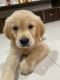 Golden Retriever Puppies for sale in Baner, Pune, Maharashtra, India. price: 32000 INR